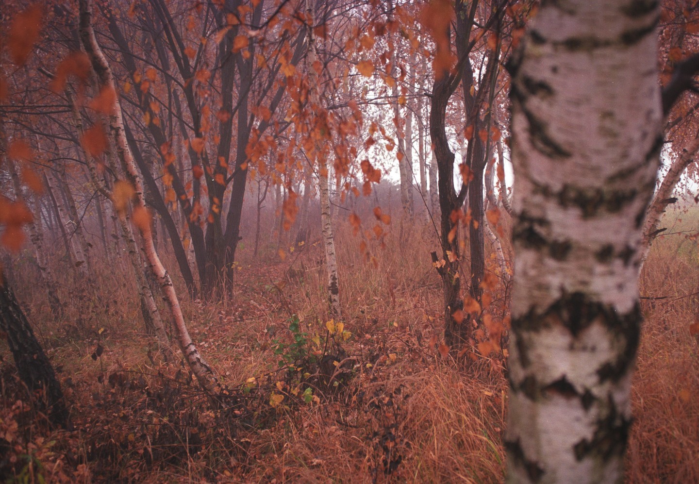 A forest of birch trees with autumn foliage is seen through a hazy atmosphere.