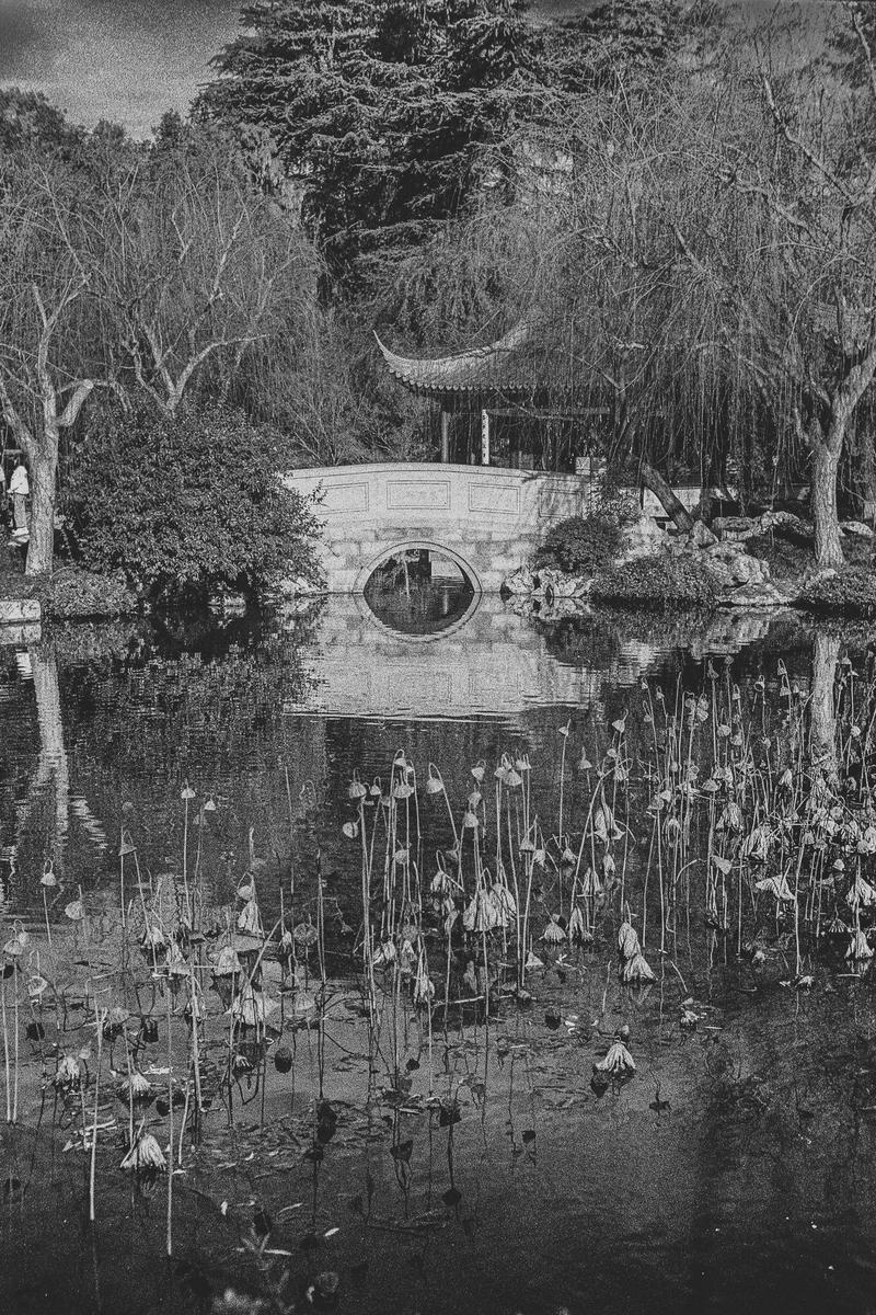 A stone bridge with a circular arch crosses a pond filled with dead lotus plants, leading to a traditional Asian pavilion.