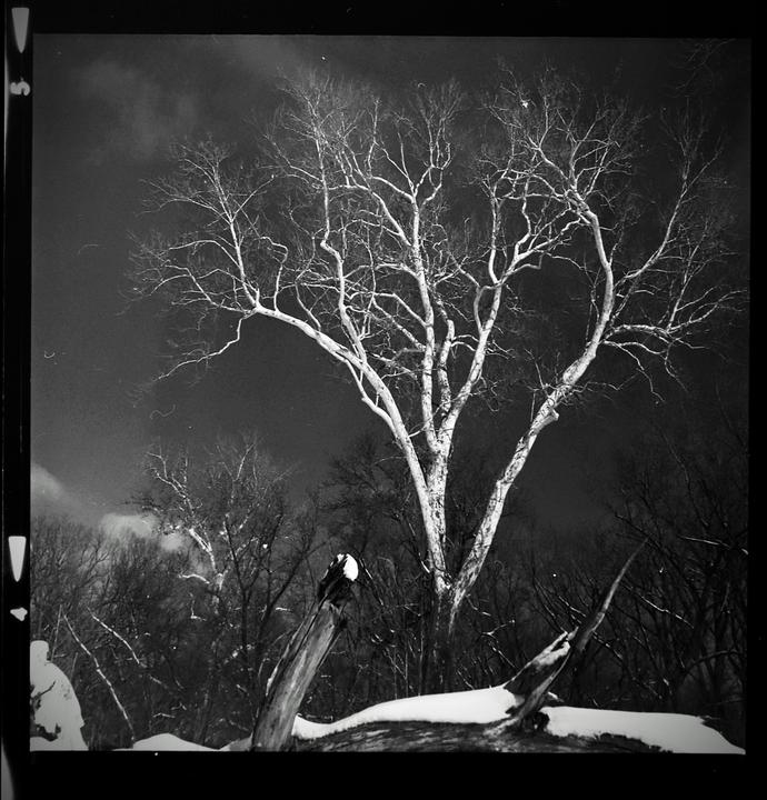 A white sycamore tree with bare branches stands out against a dark sky, with an eagle perched on a log in the snow.