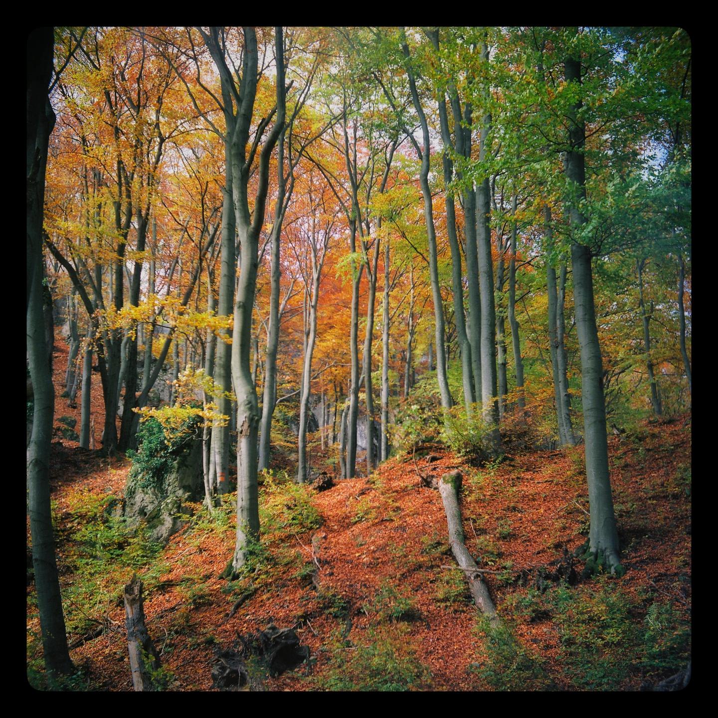A forest with tall trees and a ground covered in autumn leaves is captured in this landscape shot.