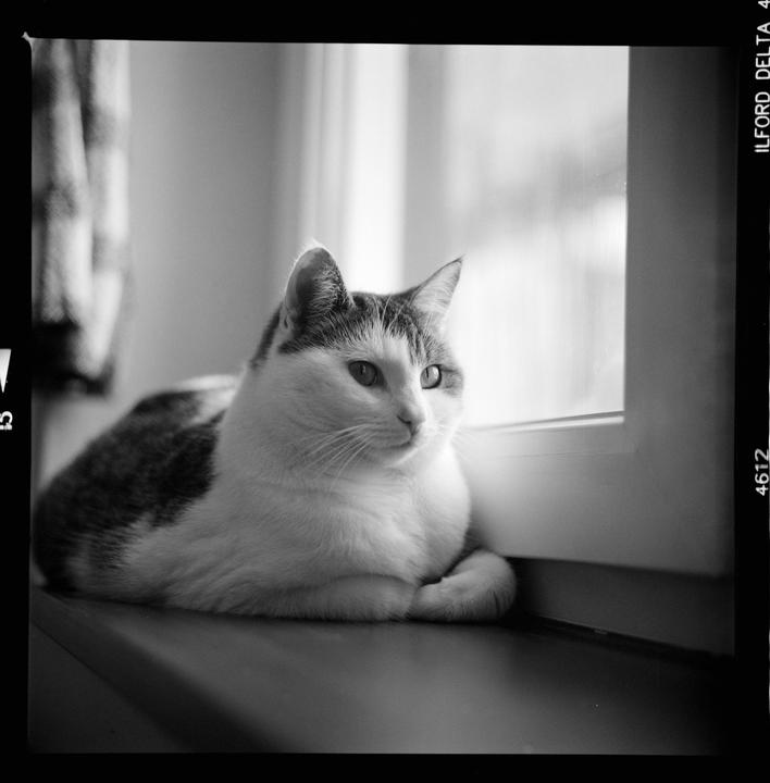 A cat is sitting on a windowsill looking out of a window.