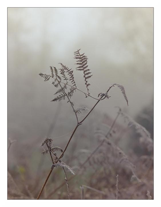 A fern covered in spiderwebs and frost stands in a foggy field.