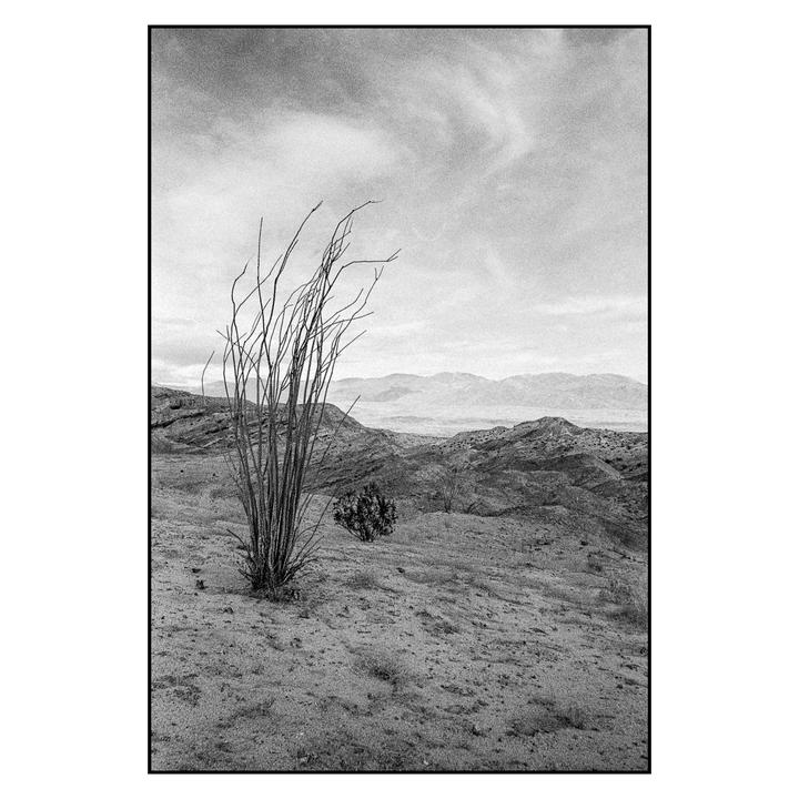 A desert landscape features a tall, sparse plant in the foreground with rolling hills and mountains under a cloudy sky.