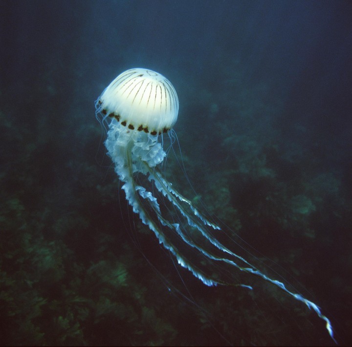 A compass jellyfish with long tentacles swims in dark water.