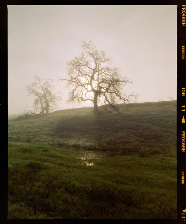Two bare trees stand on a grassy hill with the sun shining through the branches of the tree in the foreground.
