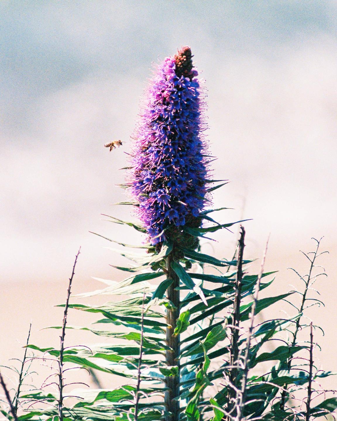 A bee flies next to a tall purple flower with green leaves.