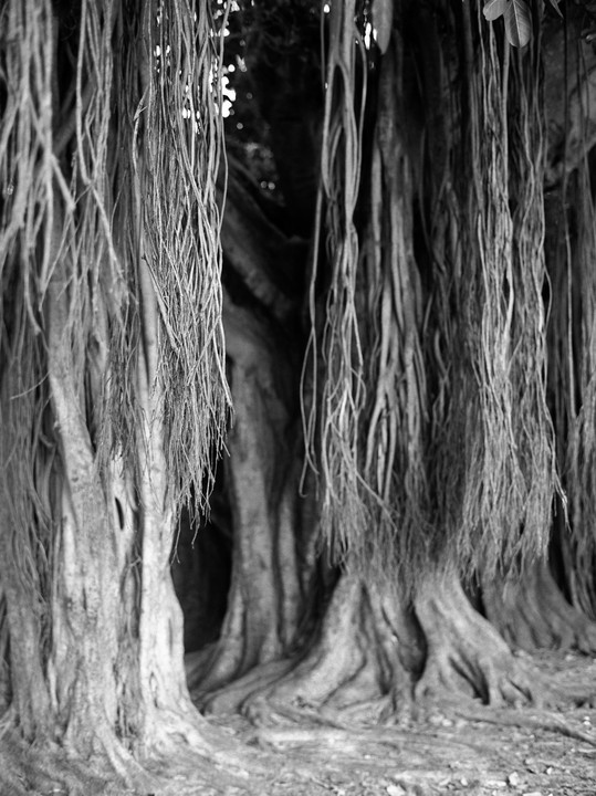 Long, thin aerial roots hang down from a large tree with thick trunks and exposed roots.