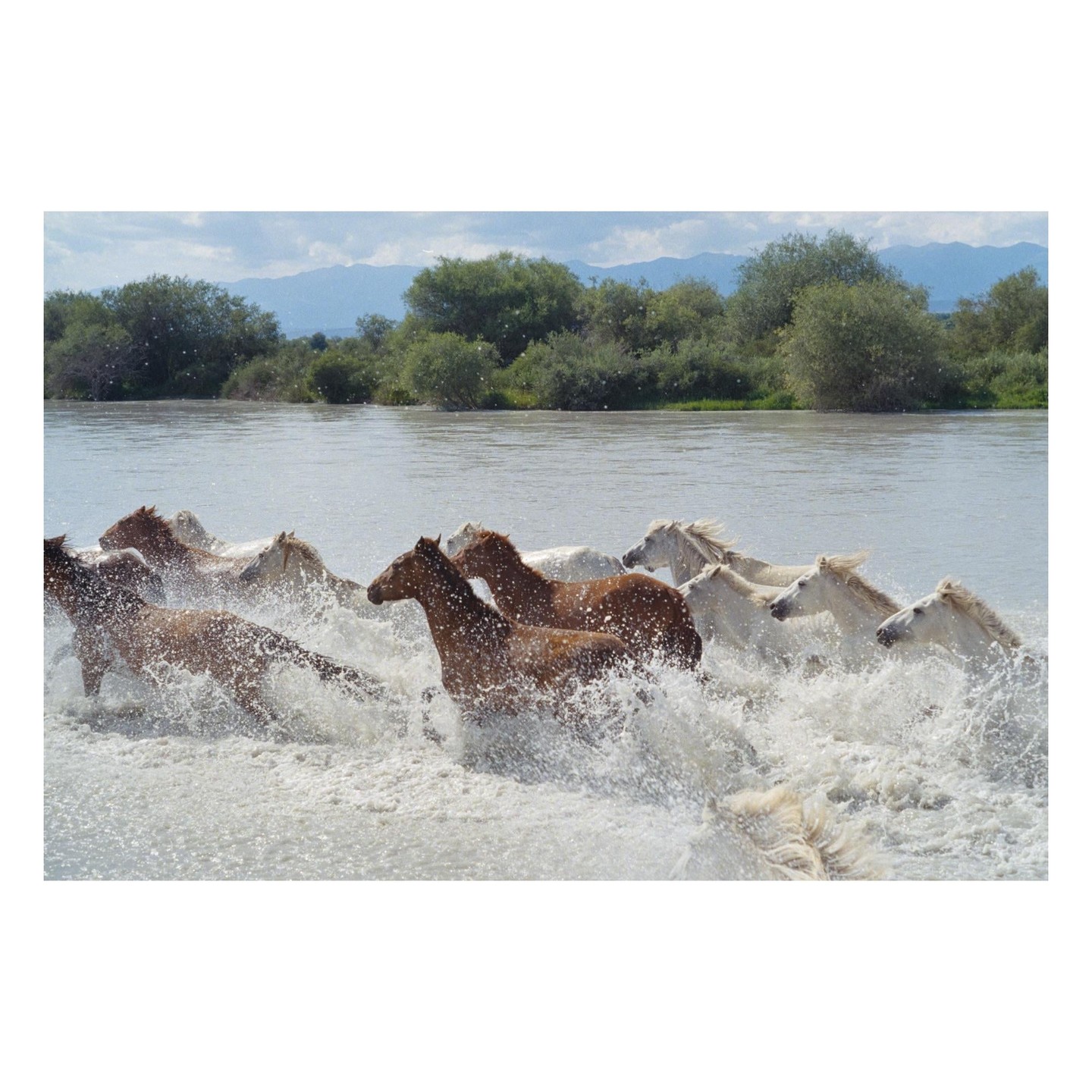 A herd of horses runs through a body of water, creating splashes.