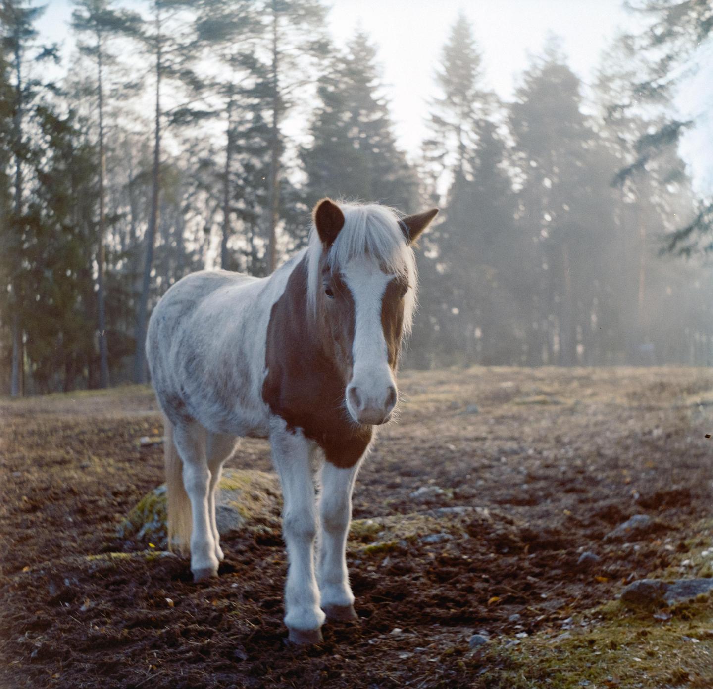 A brown and white horse stands in a field with trees in the background.