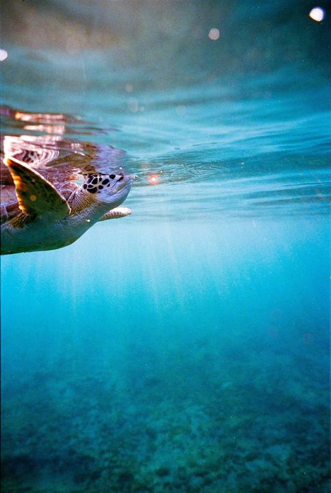 A sea turtle swims just below the surface of the water, with sunlight rays visible in the blue water below.