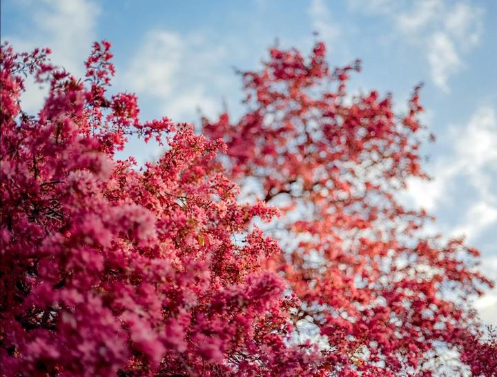 A tree with bright pink blossoms is set against a blue sky with white clouds.
