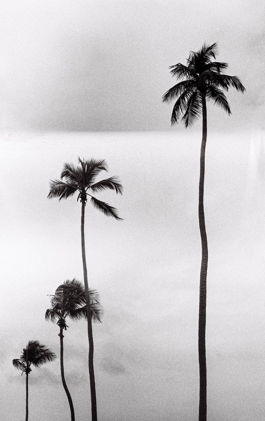 Four palm trees of varying heights stand against a bright, overcast sky.