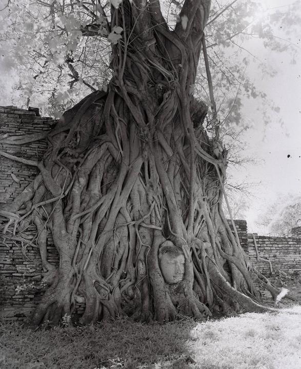 A stone buddha head is nestled within the roots of a large tree next to a brick wall.