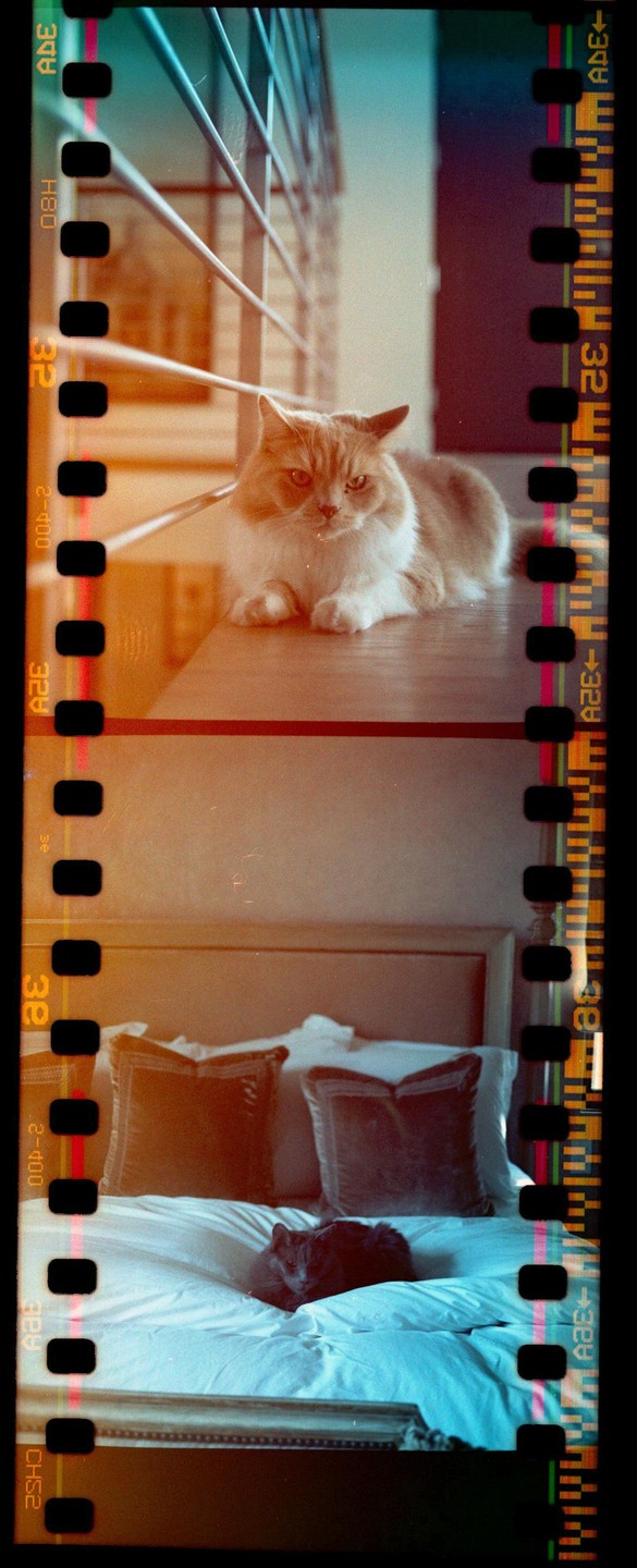Two cats are visible, one on a wooden surface and another on a bed.