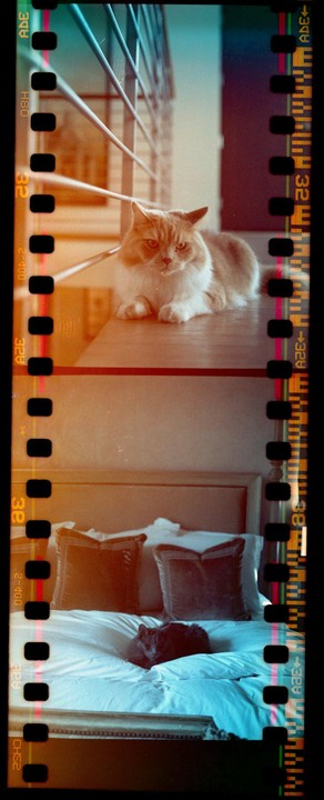 Two cats are visible, one on a wooden surface and another on a bed.