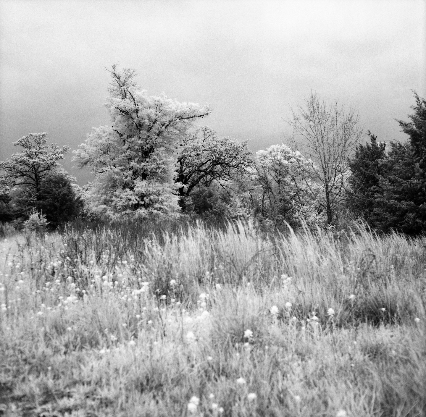 A field of tall grass and small flowers leads to a line of trees, some with white foliage, under a bright sky.