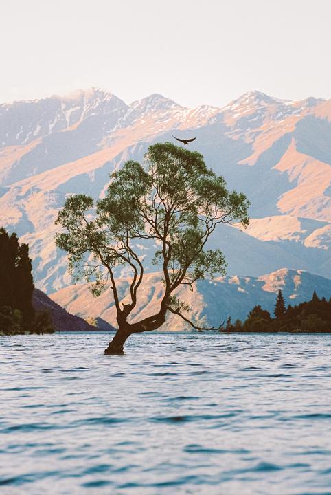 A lone tree stands in a lake with mountains in the background and a bird flying overhead.