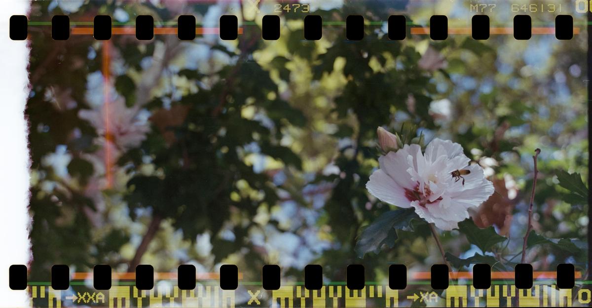 A bee flies towards a white hibiscus flower with green foliage in the background.