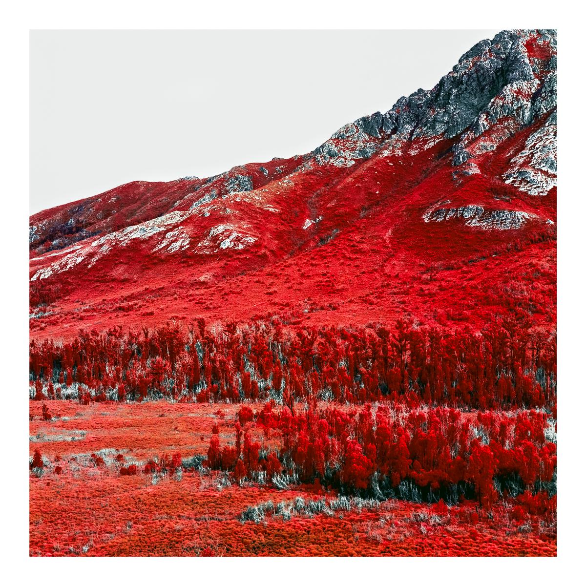 A mountain landscape is covered in red foliage with a white sky.