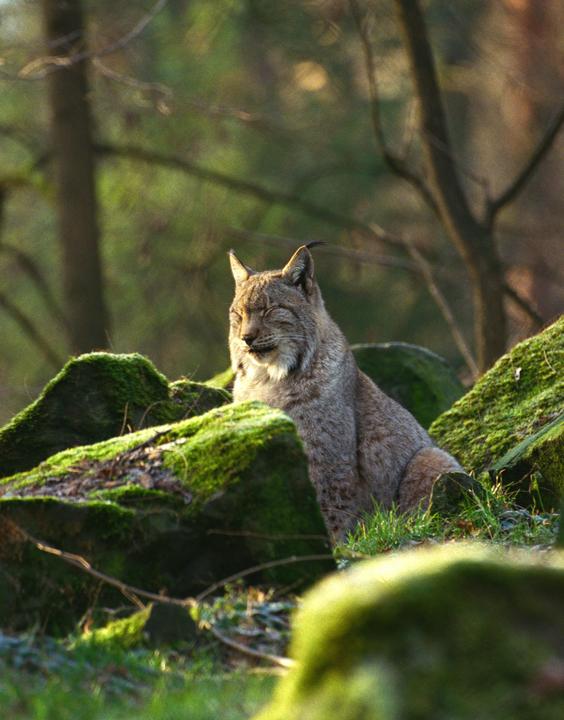 A lynx sits among moss-covered rocks in a forest with its eyes closed.
