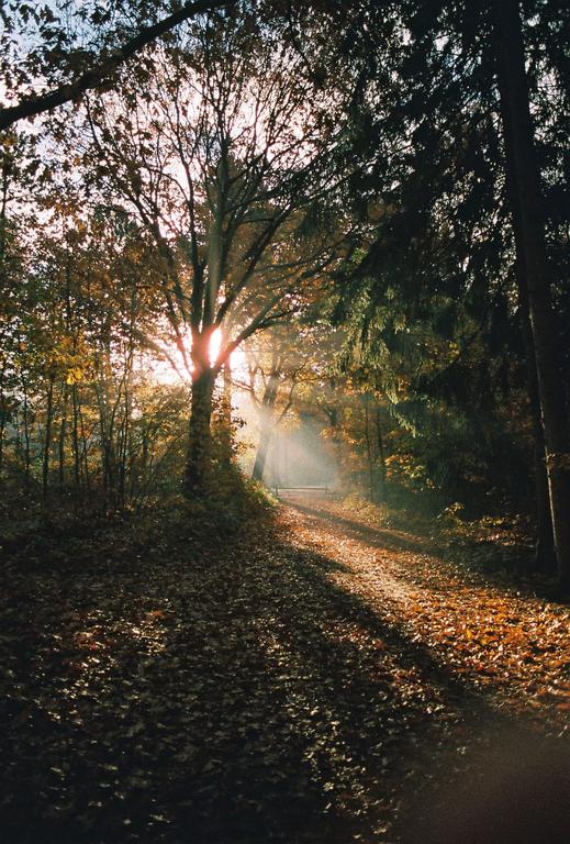 Sunlight streams through trees and fog onto a path covered in autumn leaves.