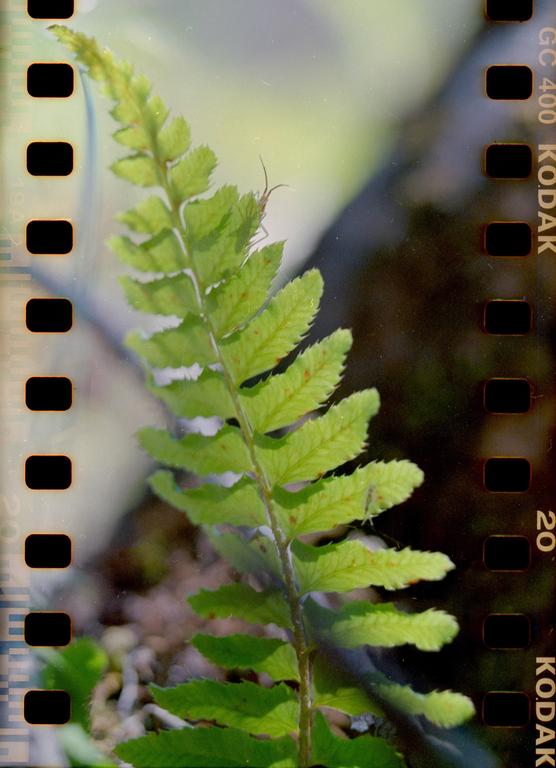 A small insect is visible on a green fern leaf.