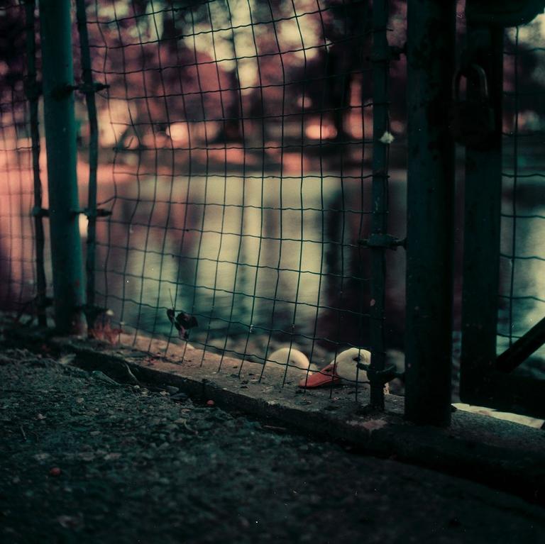 A white duck with an orange beak is visible behind a wire fence next to a body of water.