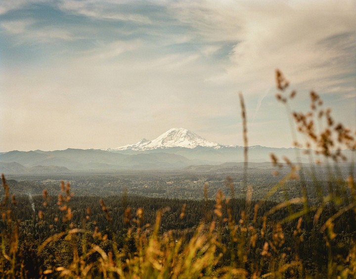 A snow-capped mountain rises above a forest with tall grass in the foreground.