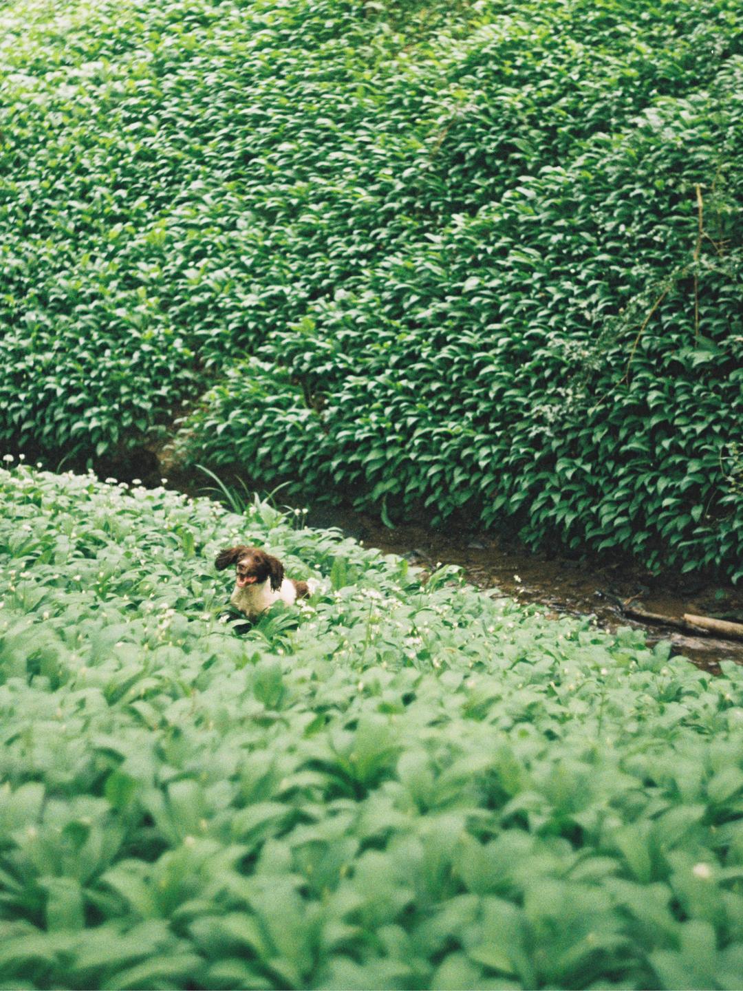 A brown and white dog sits in a field of green plants with small white flowers next to a stream.
