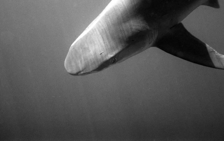A shark swims through the water, its head and fin visible.