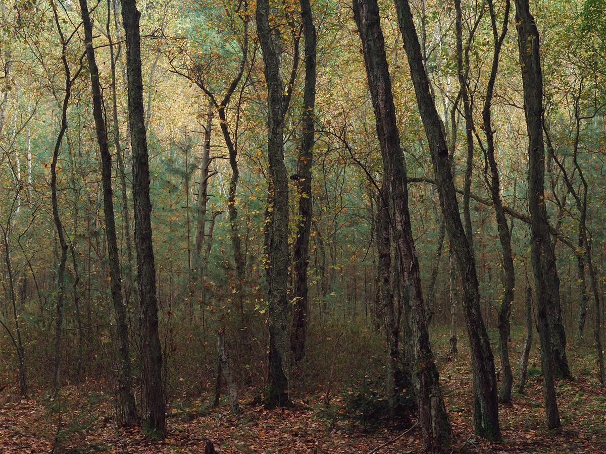 Many trees with thin trunks stand in a forest with autumn foliage and fallen leaves on the ground.