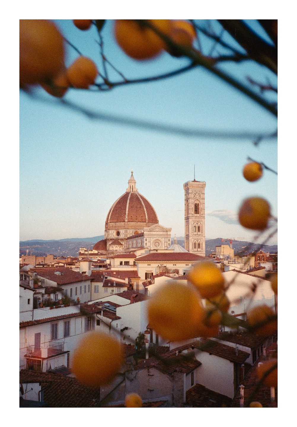 The Florence Cathedral and Giotto's Campanile rise above the city's rooftops, framed by out-of-focus golden fruit on branches.