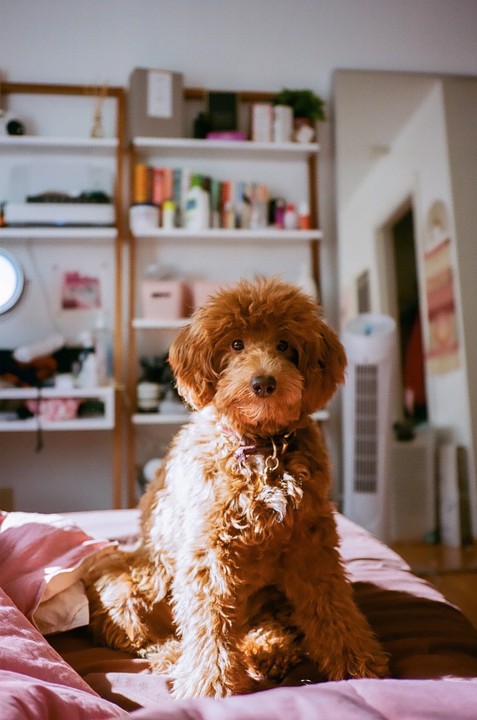 A brown puppy sits on a pink bed with shelves in the background.
