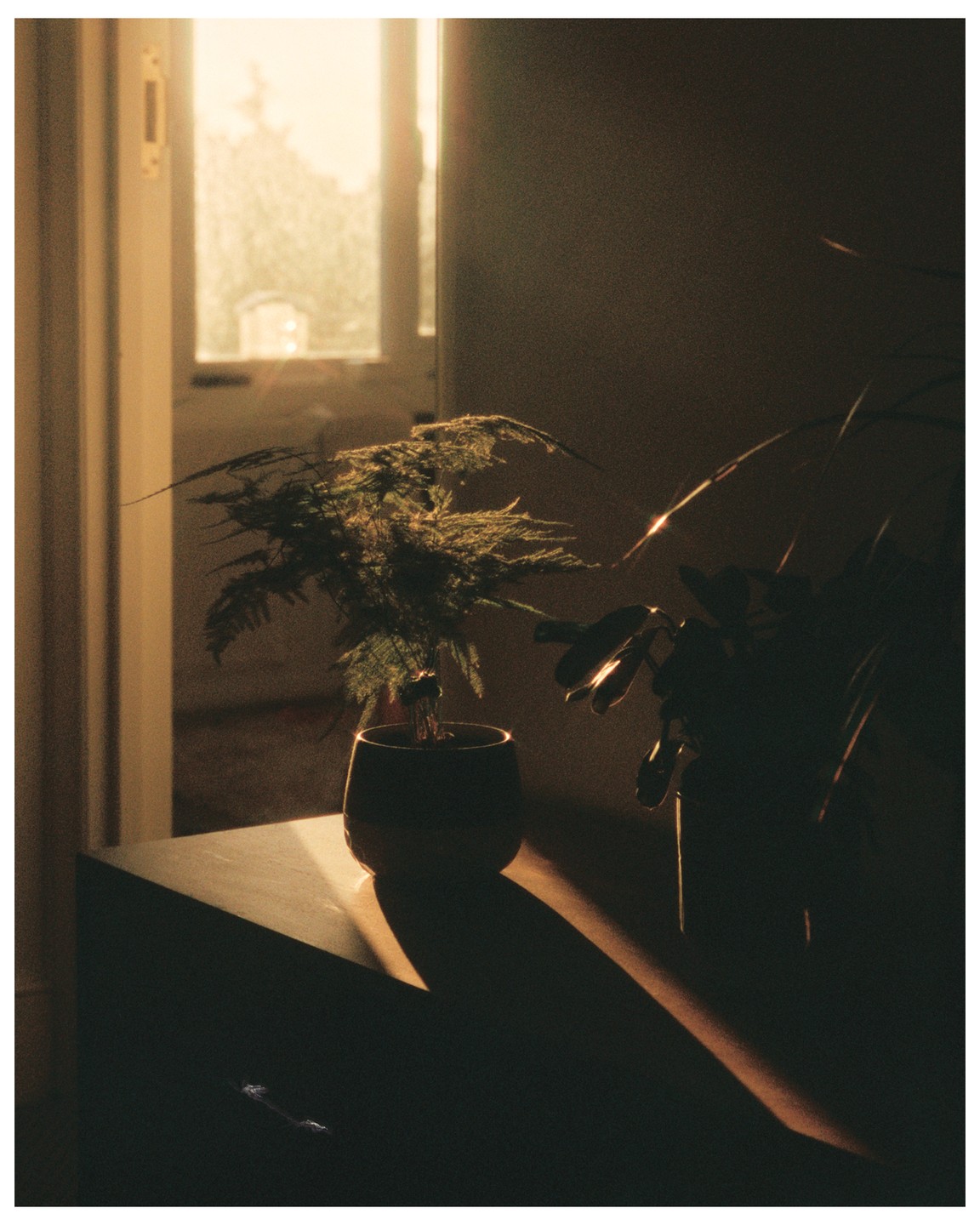 A potted plant sits on a table with light streaming in from a window in the background.