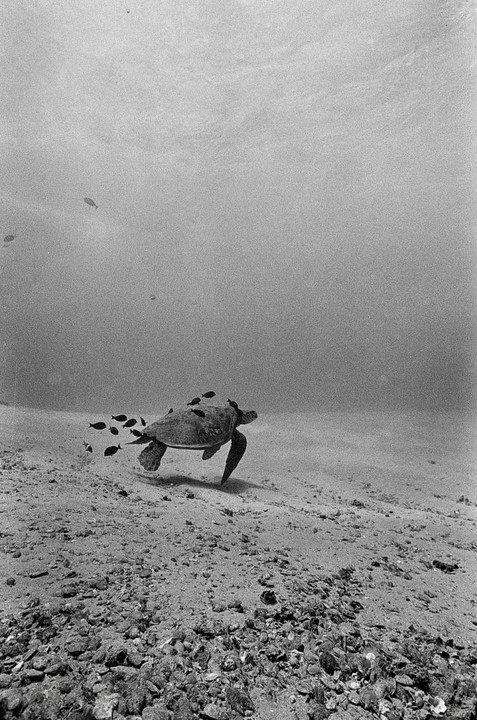 A green sea turtle swims underwater with several small fish following behind it.