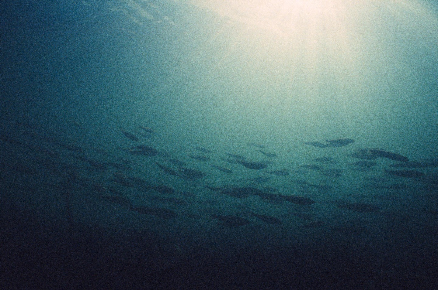 A school of fish swims underwater with sunlight streaming from above.