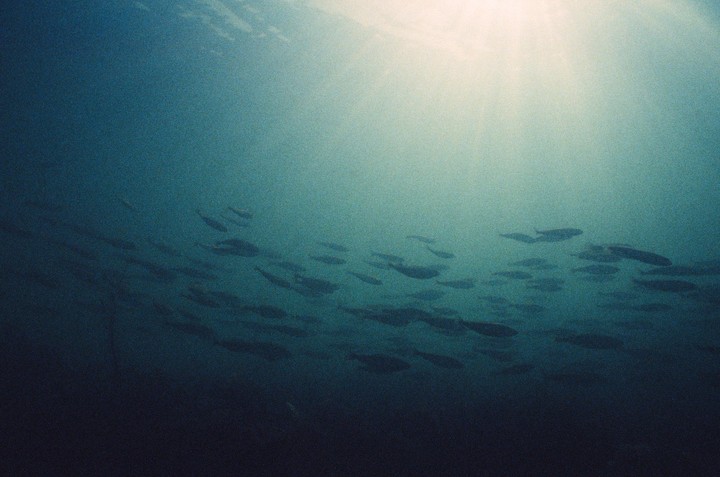A school of fish swims underwater with sunlight streaming from above.