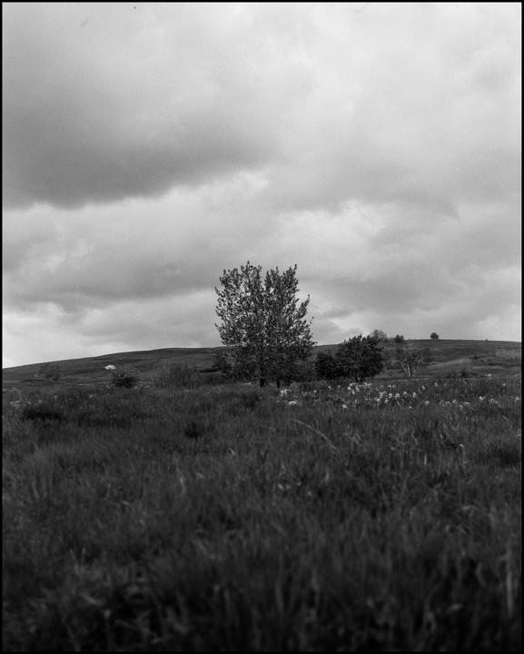 A lone tree stands on a grassy hill under a cloudy sky.