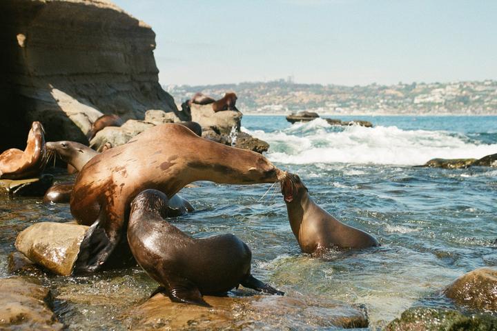 A group of sea lions are visible on a rocky shore with ocean waves and a distant city.
