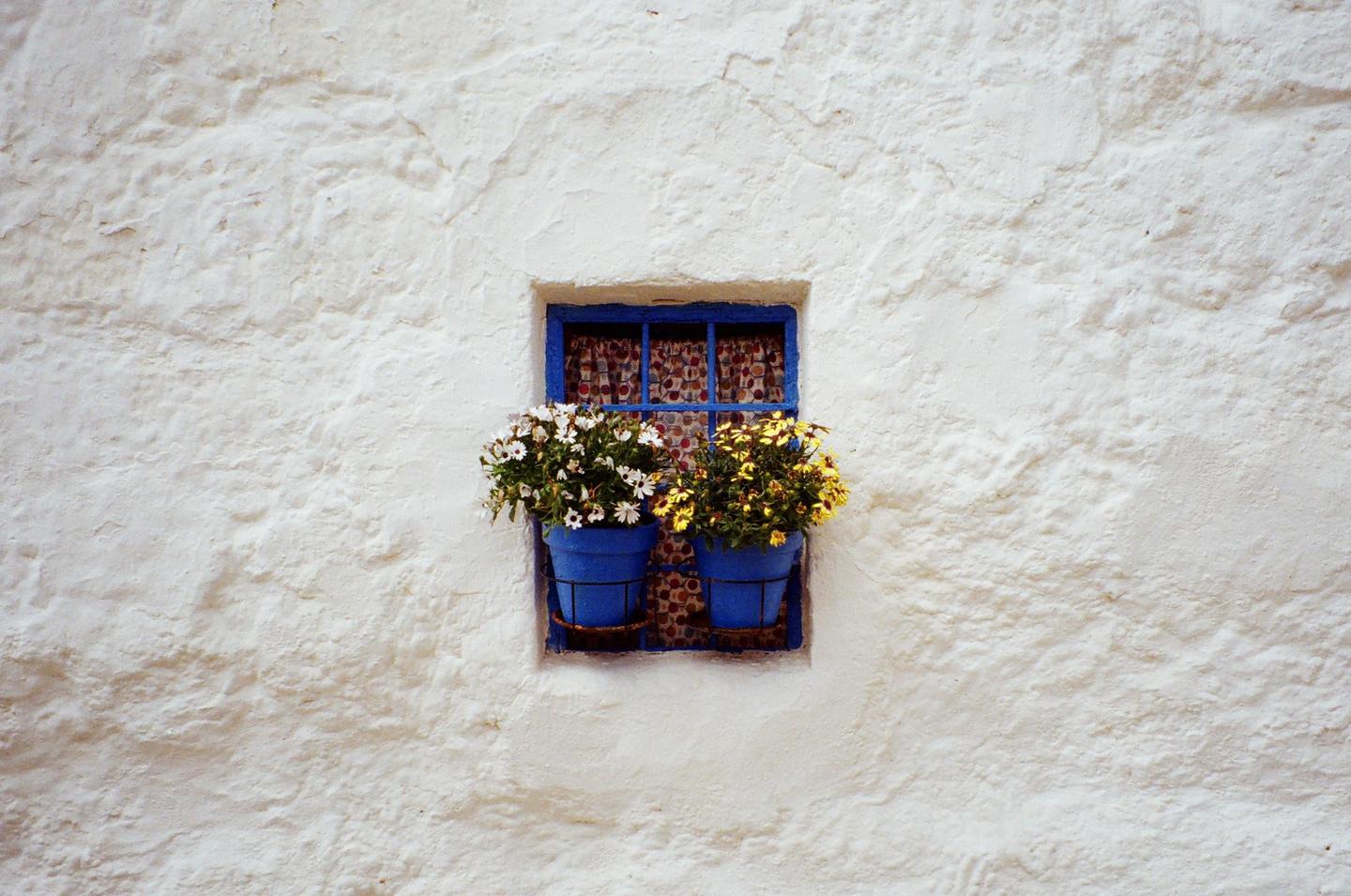 Two blue flowerpots with white and yellow flowers hang from a small blue window on a white stucco wall.