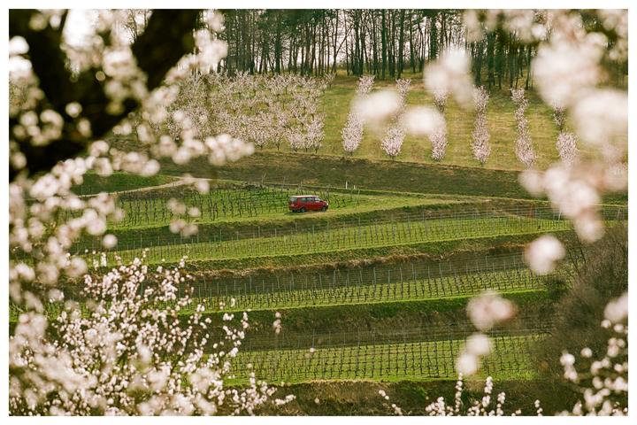 A red van drives through a terraced vineyard with blossoming apricot trees and a forest in the background.