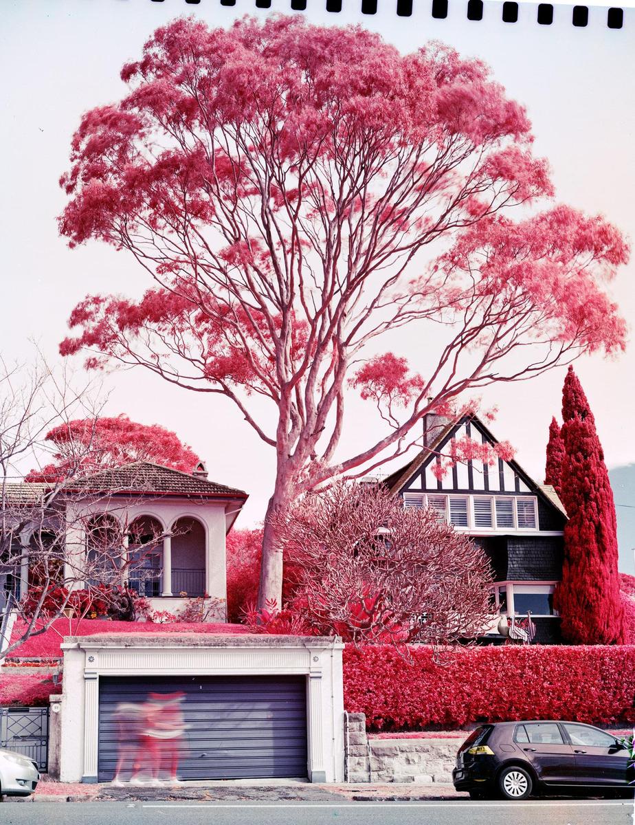 A street is lined with houses and trees with bright pink foliage.