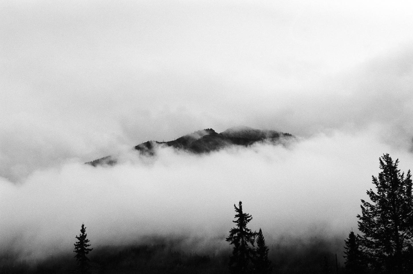 A mountain peak is visible through a thick layer of fog with several pine trees in the foreground.