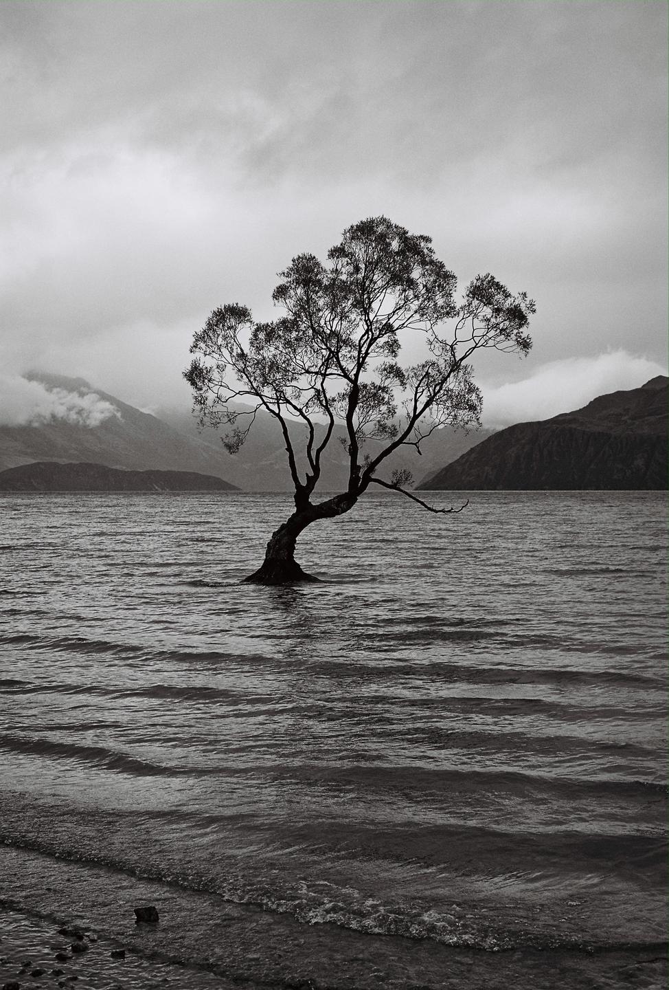 A lone tree stands in the middle of a lake with mountains and clouds in the background.