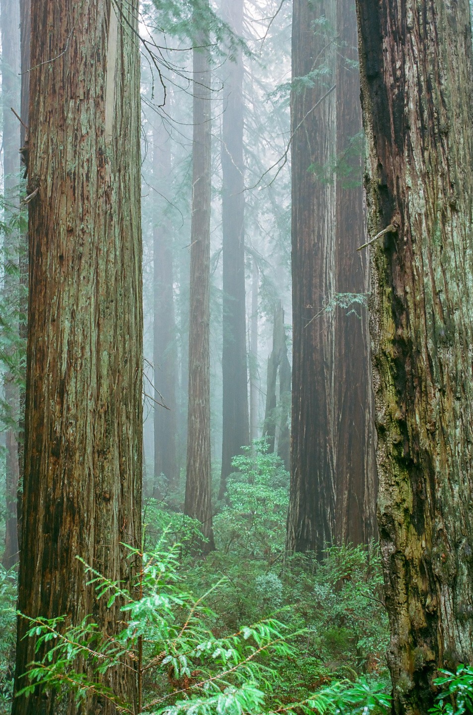 Tall redwood trees stand in a misty forest with lush green undergrowth.