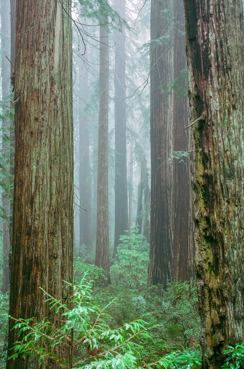 Tall redwood trees stand in a misty forest with lush green undergrowth.