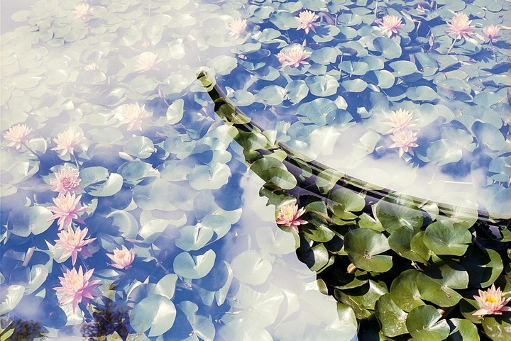 A double exposure shows a pond filled with lily pads and pink water lilies overlaid with a dark green boat.