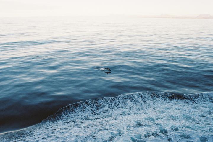 A dolphin jumps out of the water next to a boat.