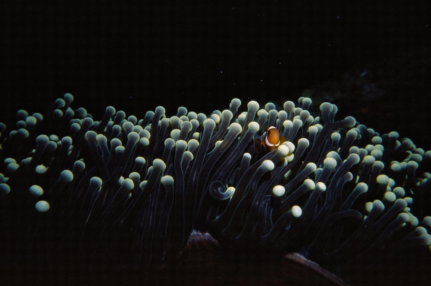 A clownfish peeks out from among the tentacles of a sea anemone against a dark background.