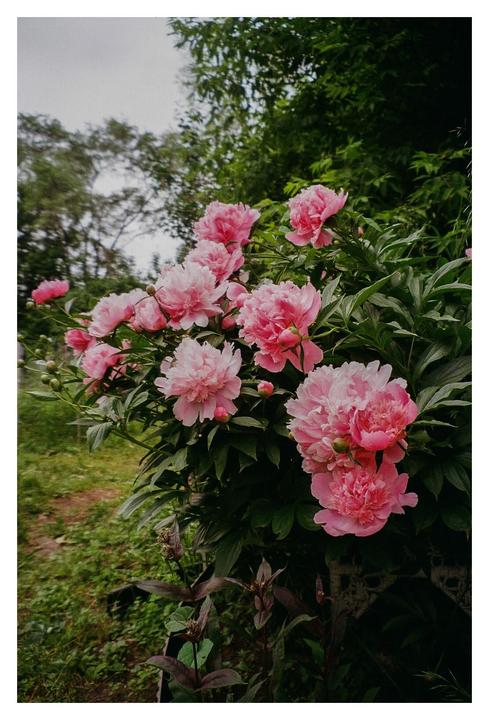 A bush of pink peonies with green foliage is shown in a garden.